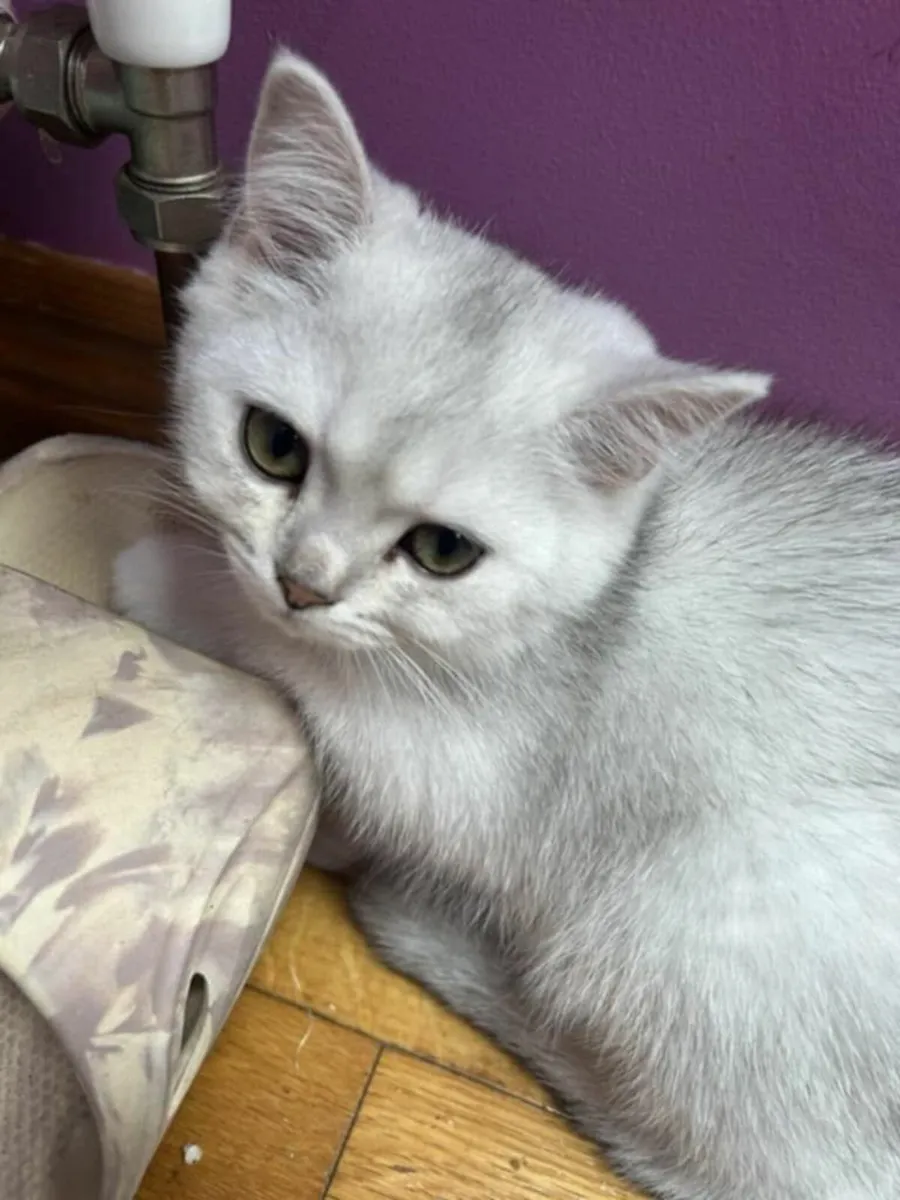 British short hair kittens for sale - Image 4
