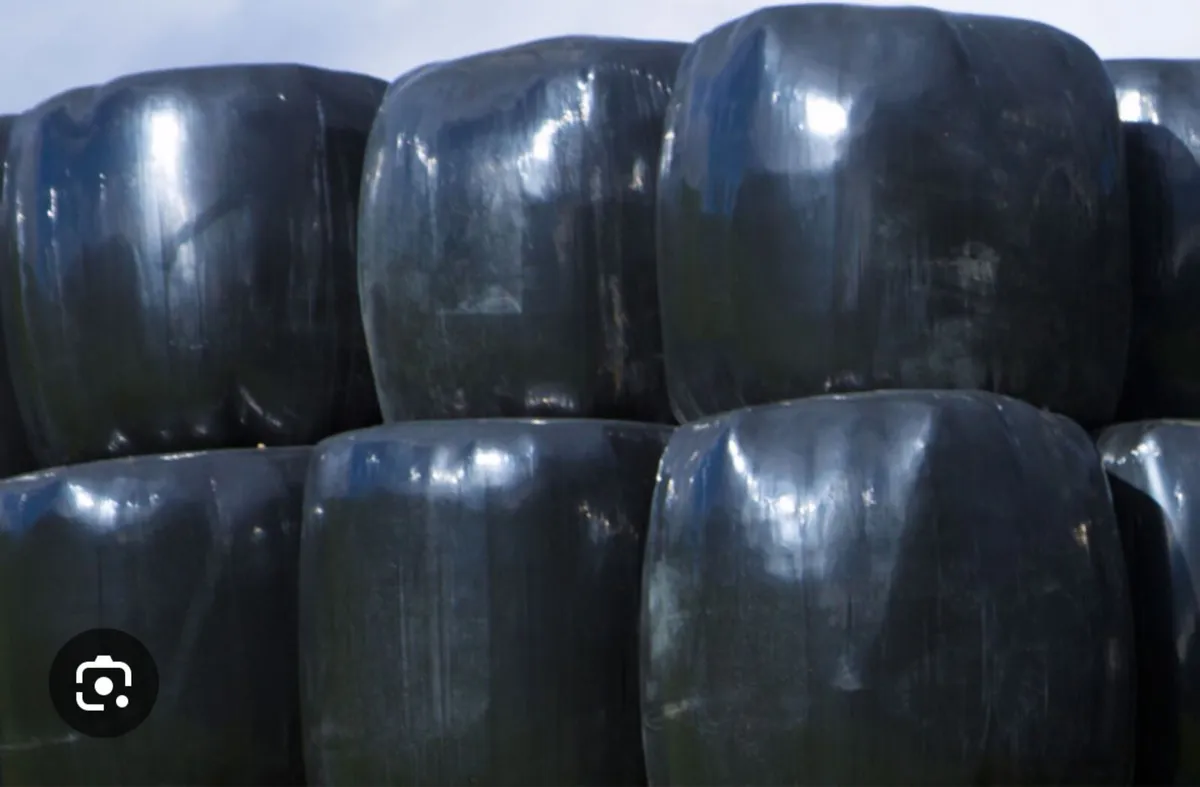Bales of silage to swap for fresian heifer calf’s
