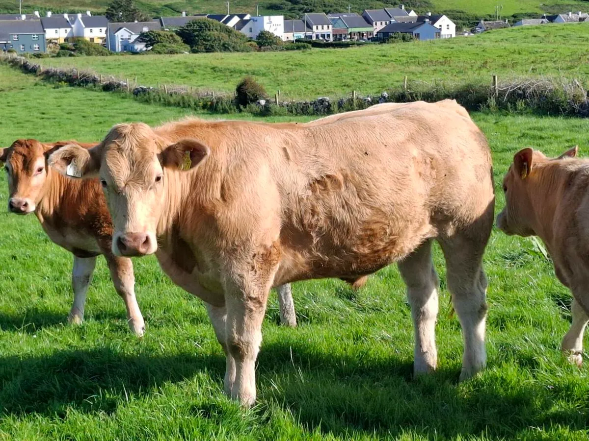 Bullocks - Image 2
