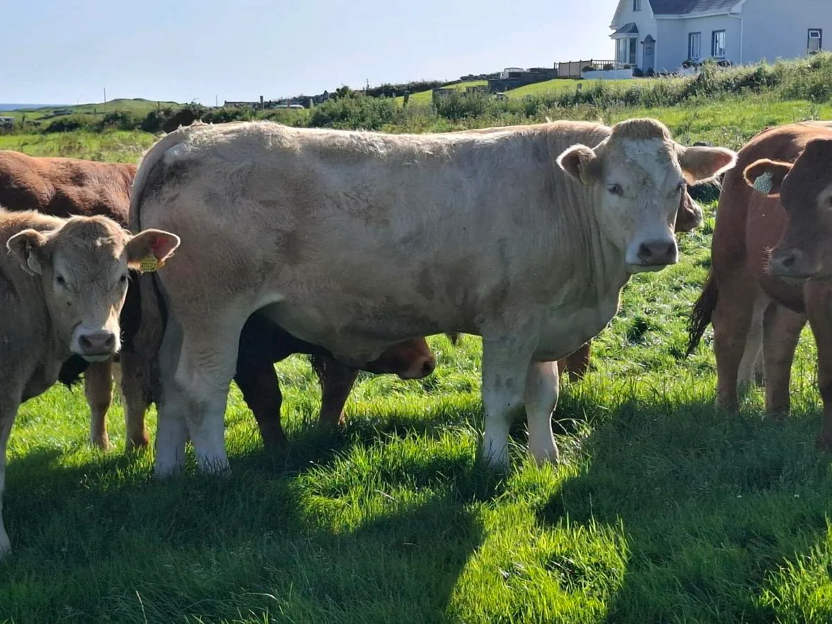 Bullocks - Image 3