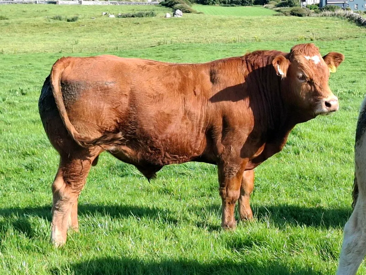 Bullocks - Image 4