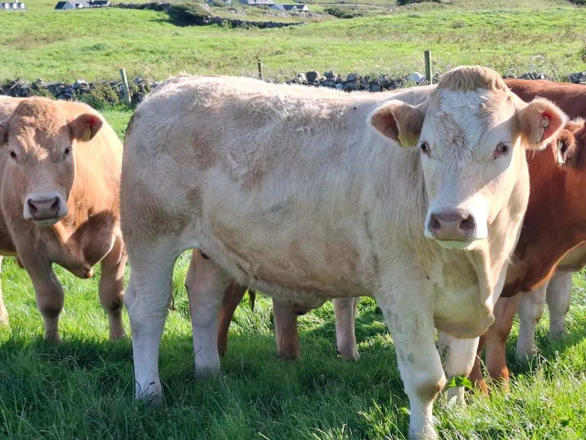 Bullocks - Image 1