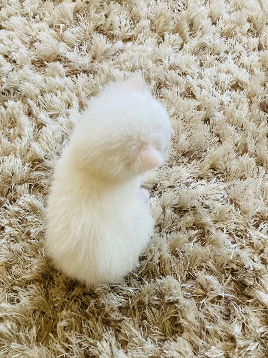 Long Hair Kittens (Turkish Angora mix) - Image 1