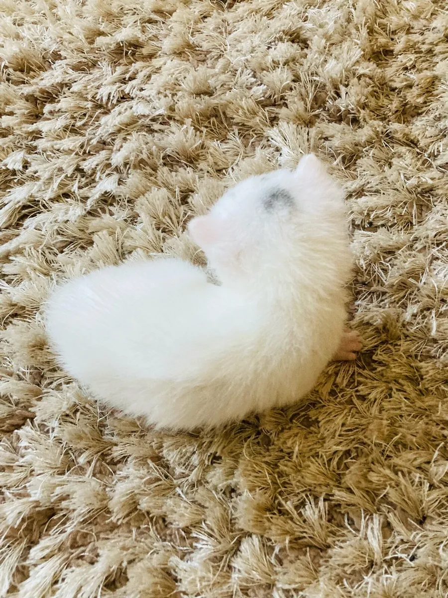 Long Hair Kittens (Turkish Angora mix) - Image 2