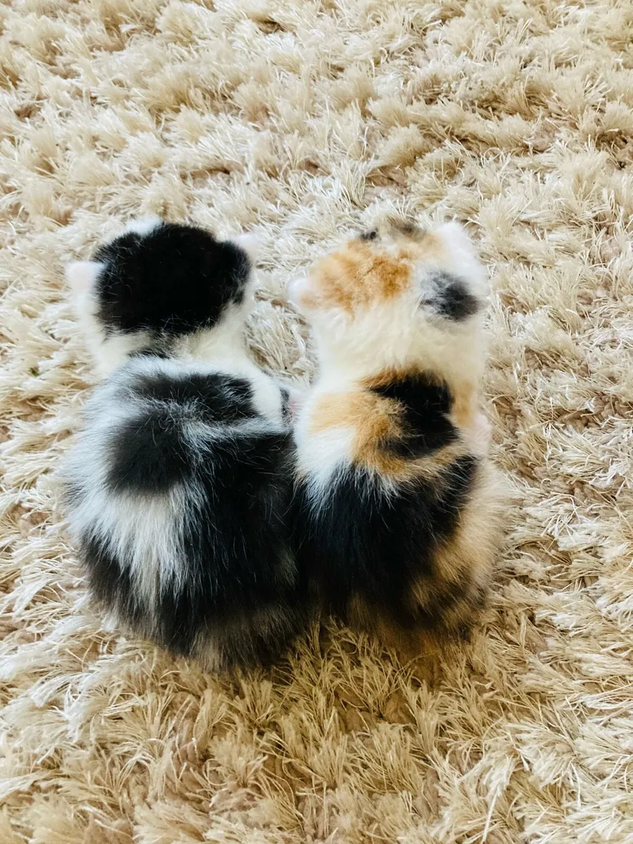 Long Hair Kittens (Turkish Angora mix) - Image 3