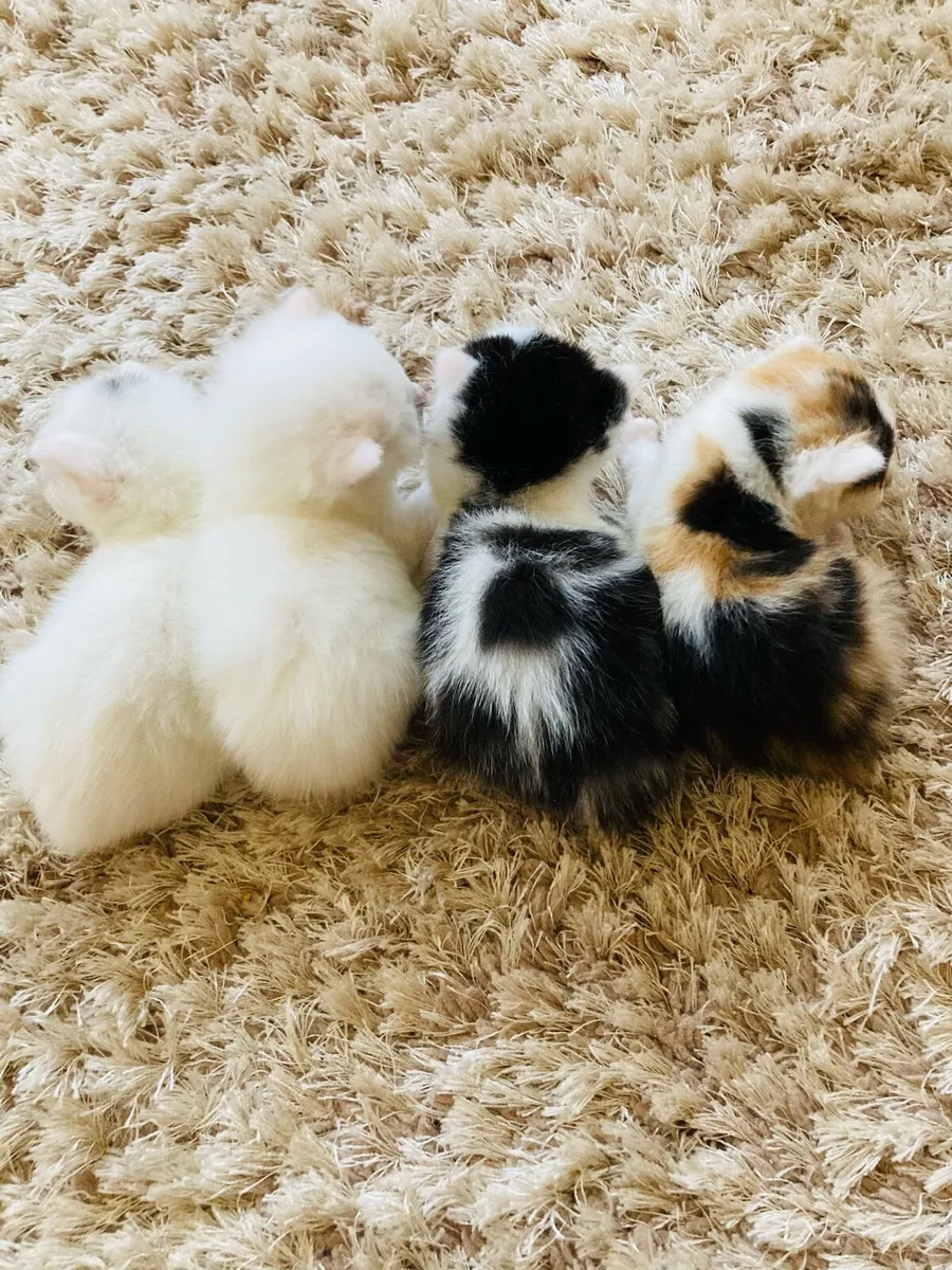 Long Hair Kittens (Turkish Angora mix) - Image 4