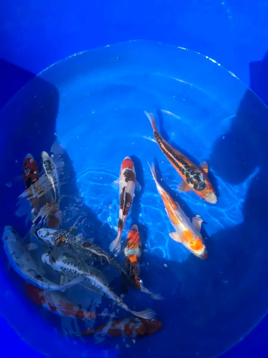 11 koi for sale - Image 1