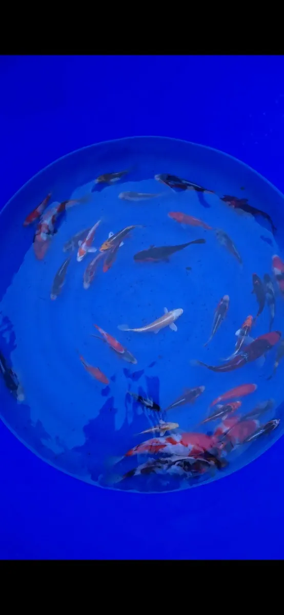 11 koi for sale - Image 2