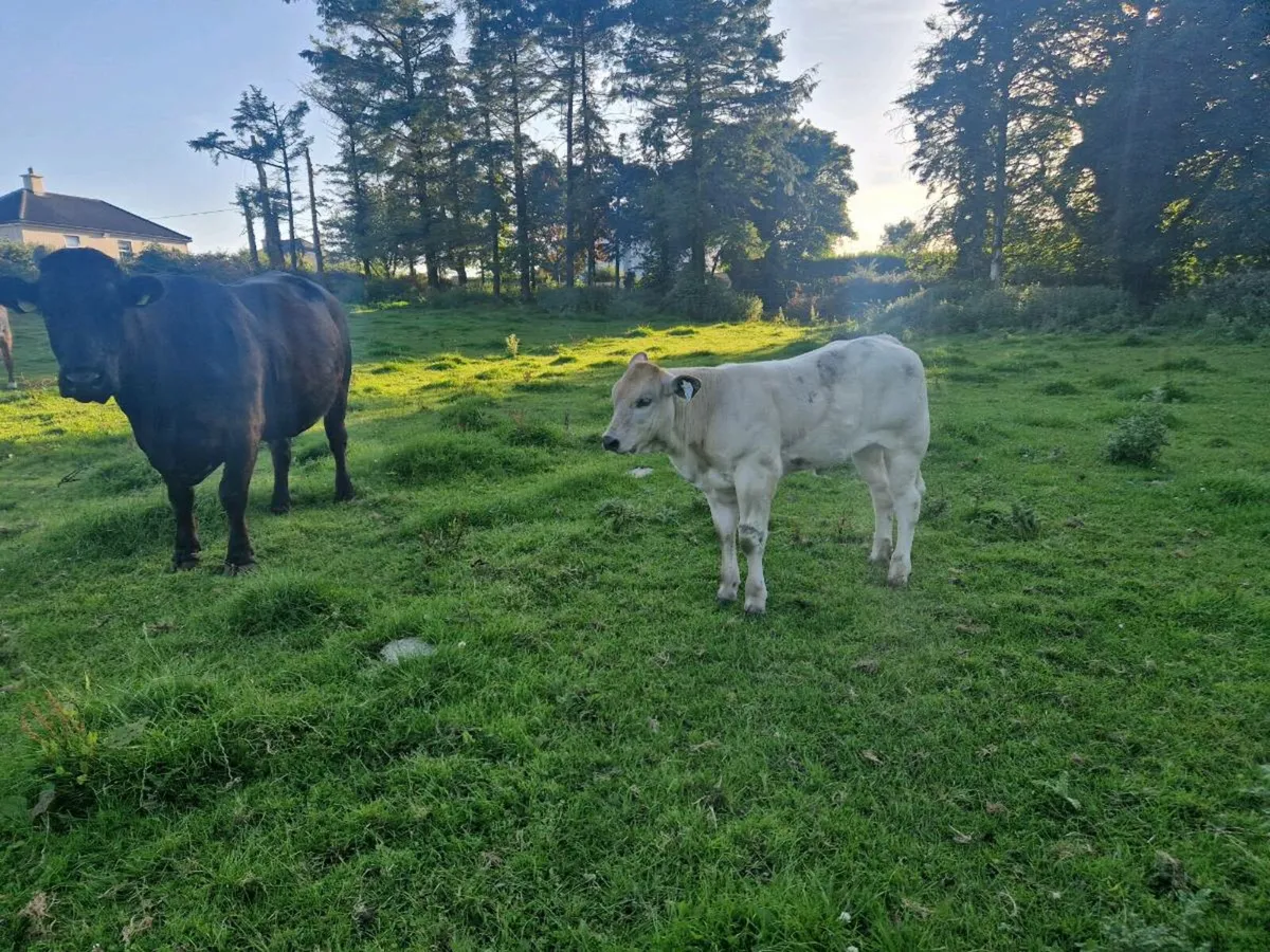 Cow and Heifer Calf - Image 2