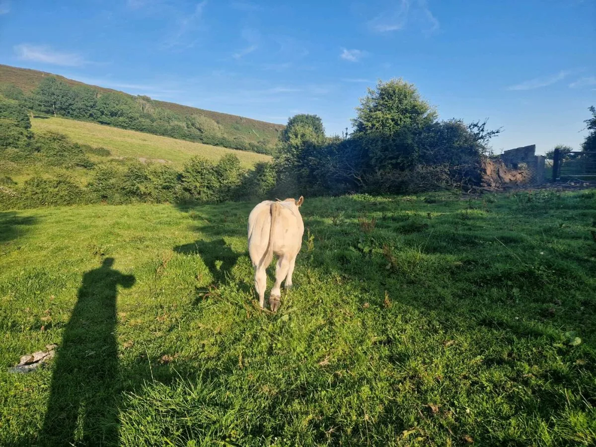 Cow and Heifer Calf - Image 3