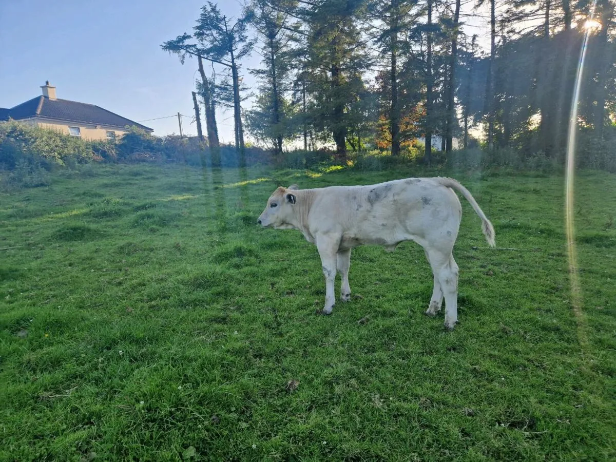 Cow and Heifer Calf - Image 4