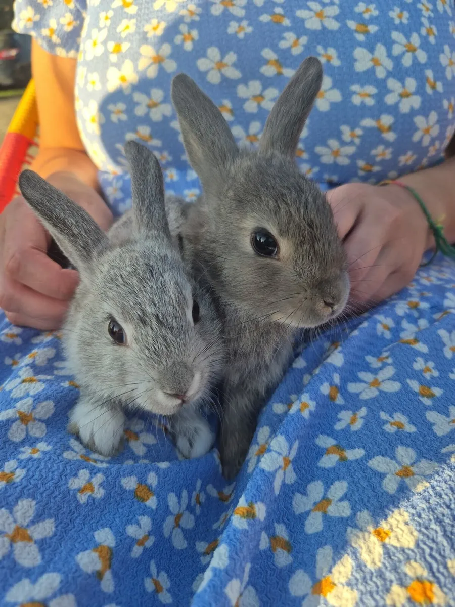 Mini lops - Image 1