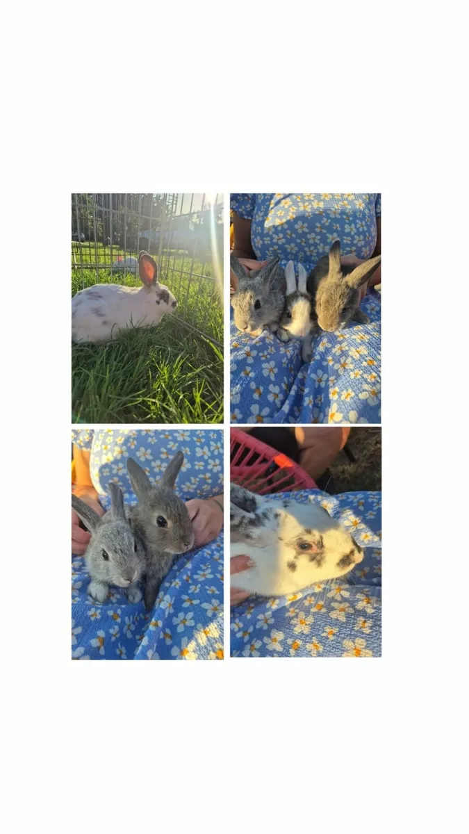 Mini lops - Image 2