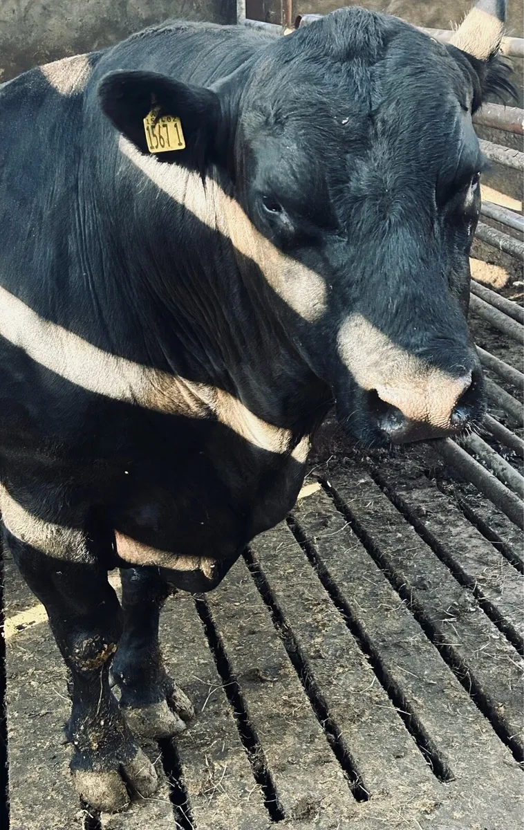 Pedigree Angus Bull - Image 1