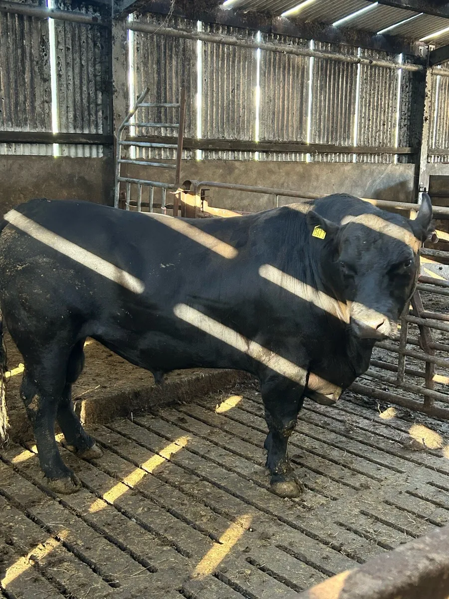 Pedigree Angus Bull - Image 2