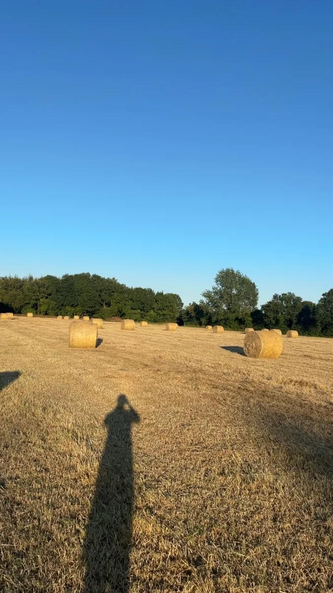 Hay - Image 1