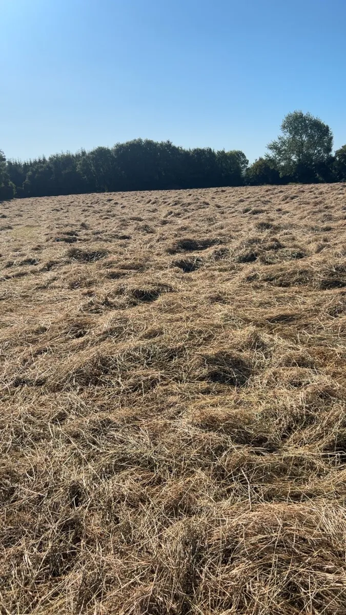 Hay - Image 2