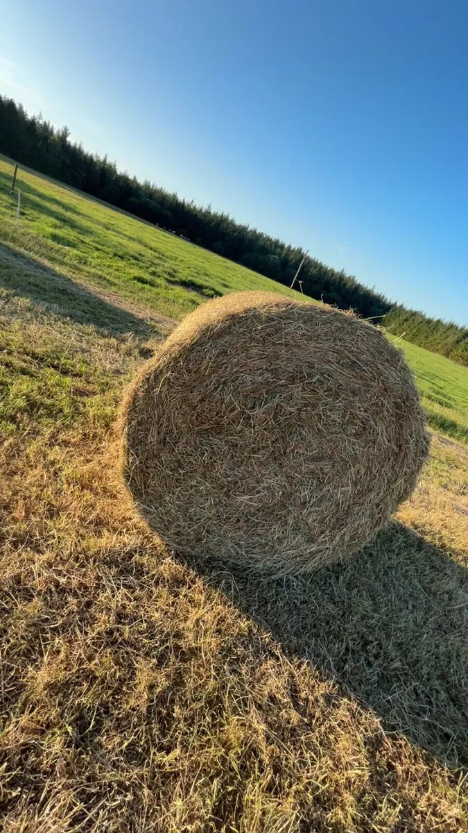 Hay - Image 3