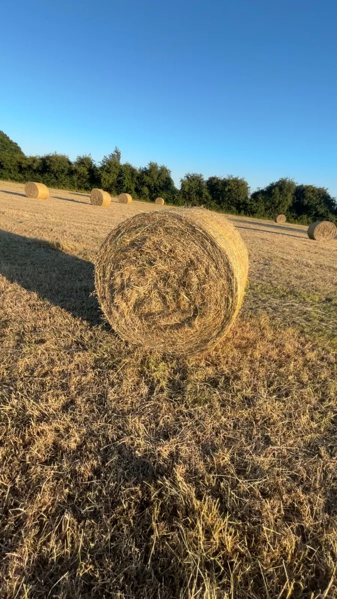 Hay - Image 4