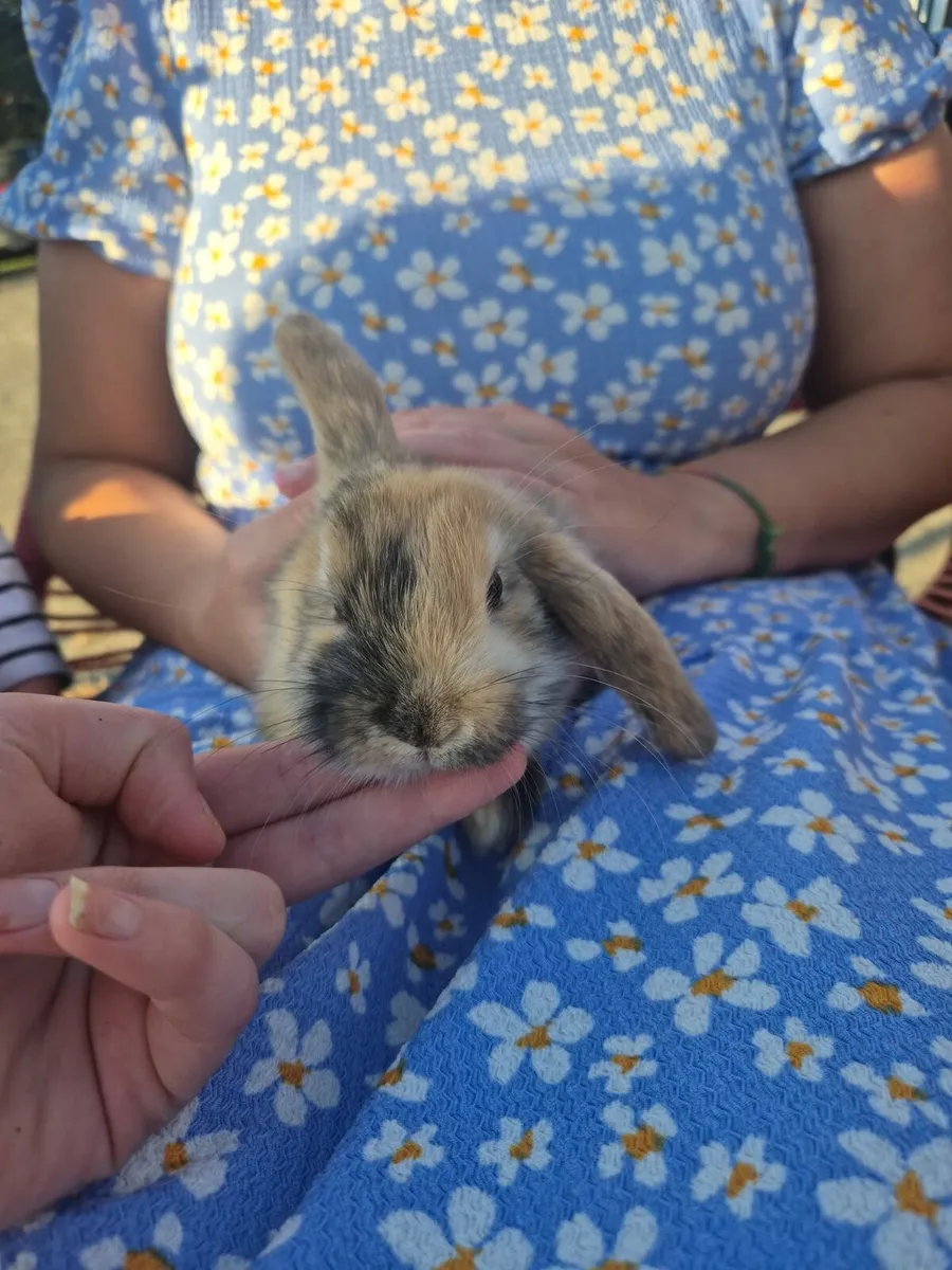 Mini lops - Image 3