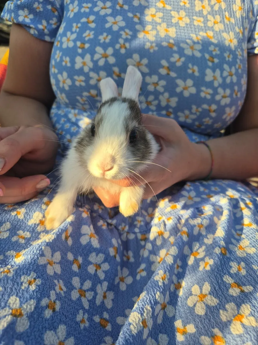 Mini lops - Image 4