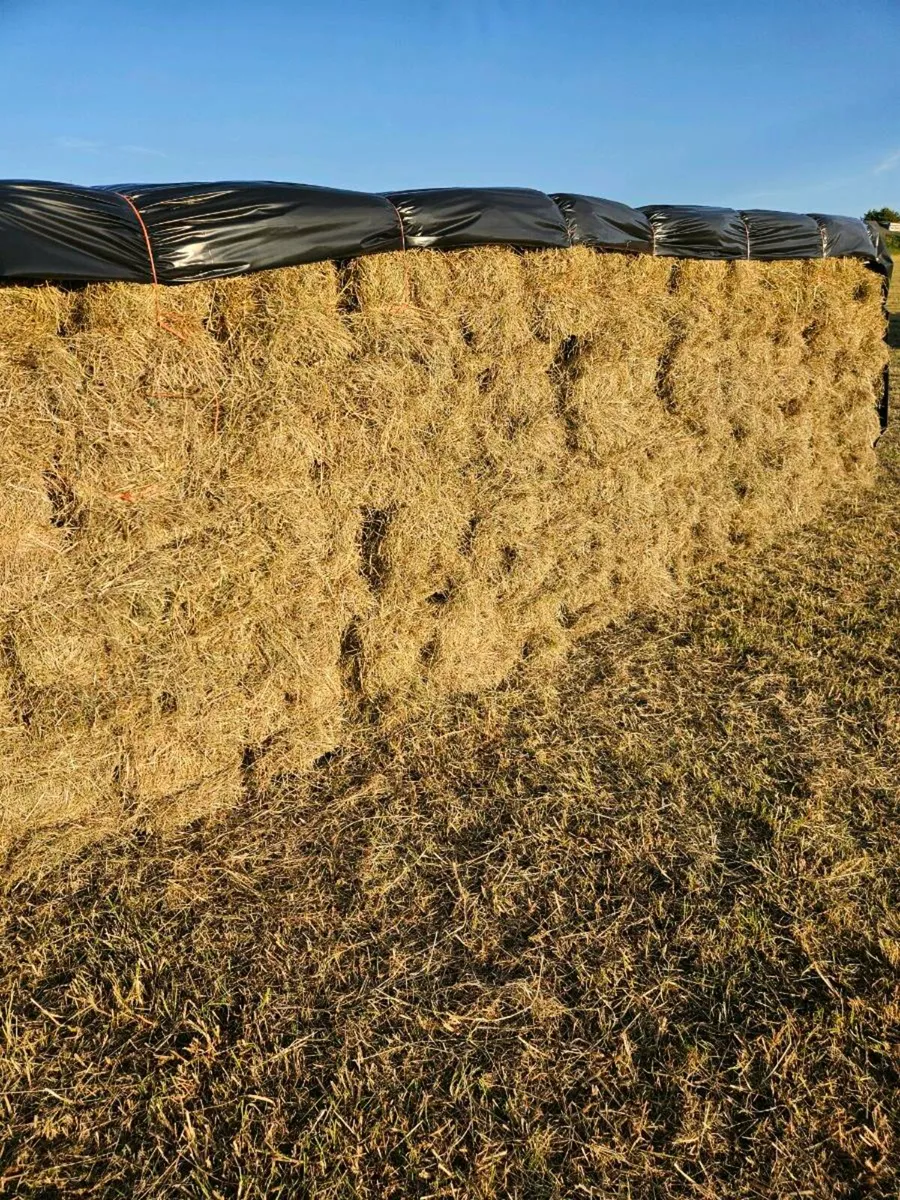 Hay - Image 2