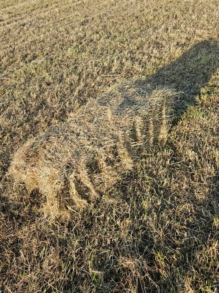 Hay - Image 3