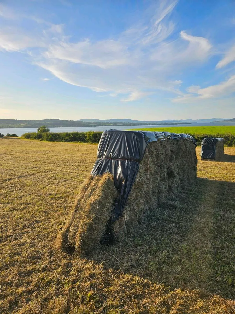 Hay - Image 1