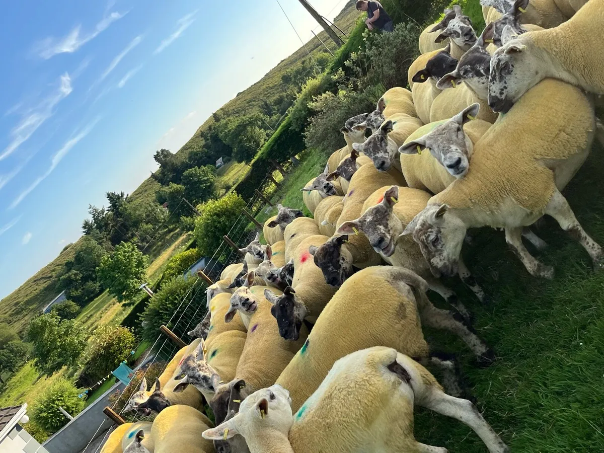 🔥40 sufftex Hoggets 🔥 - Image 1