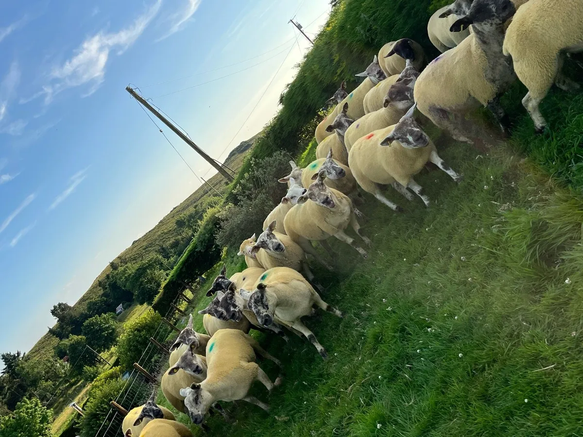 🔥40 sufftex Hoggets 🔥 - Image 2