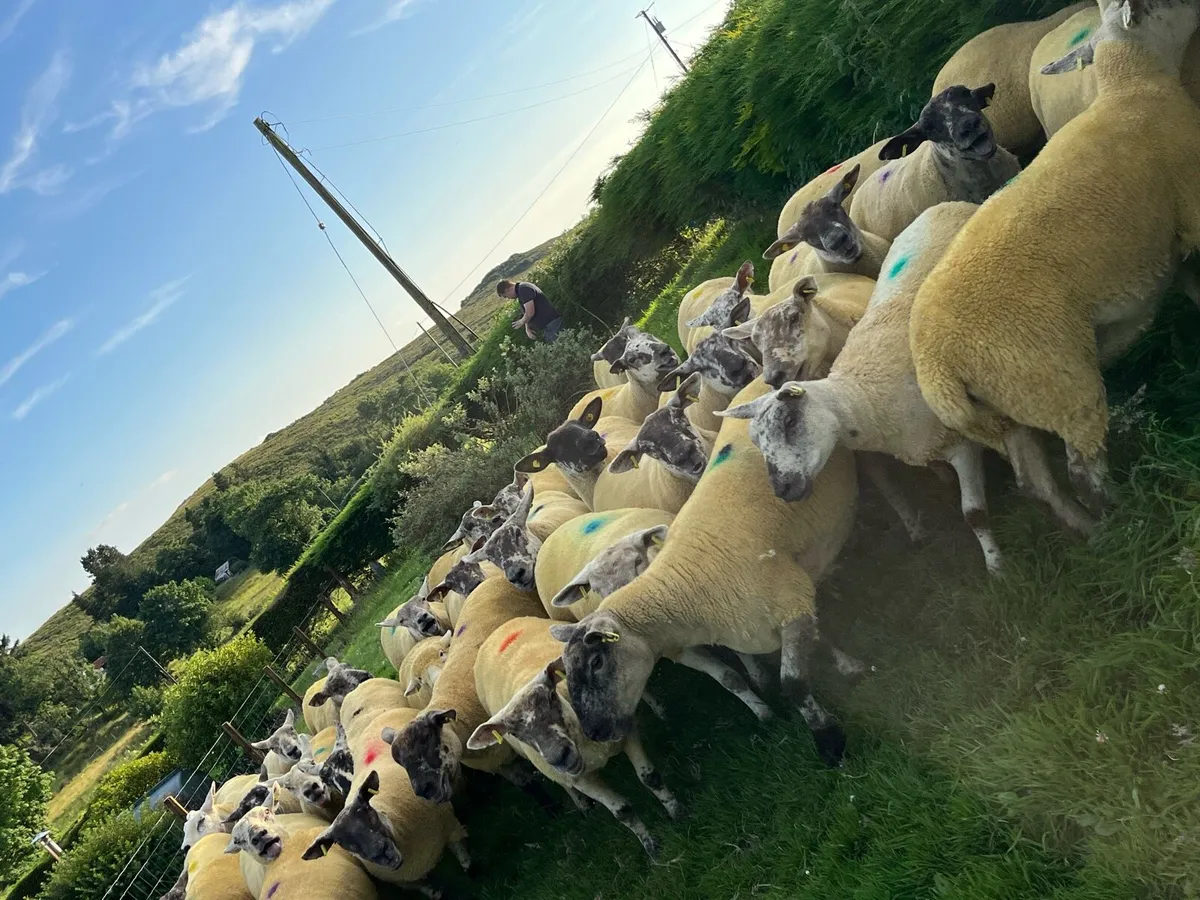 🔥40 sufftex Hoggets 🔥 - Image 3