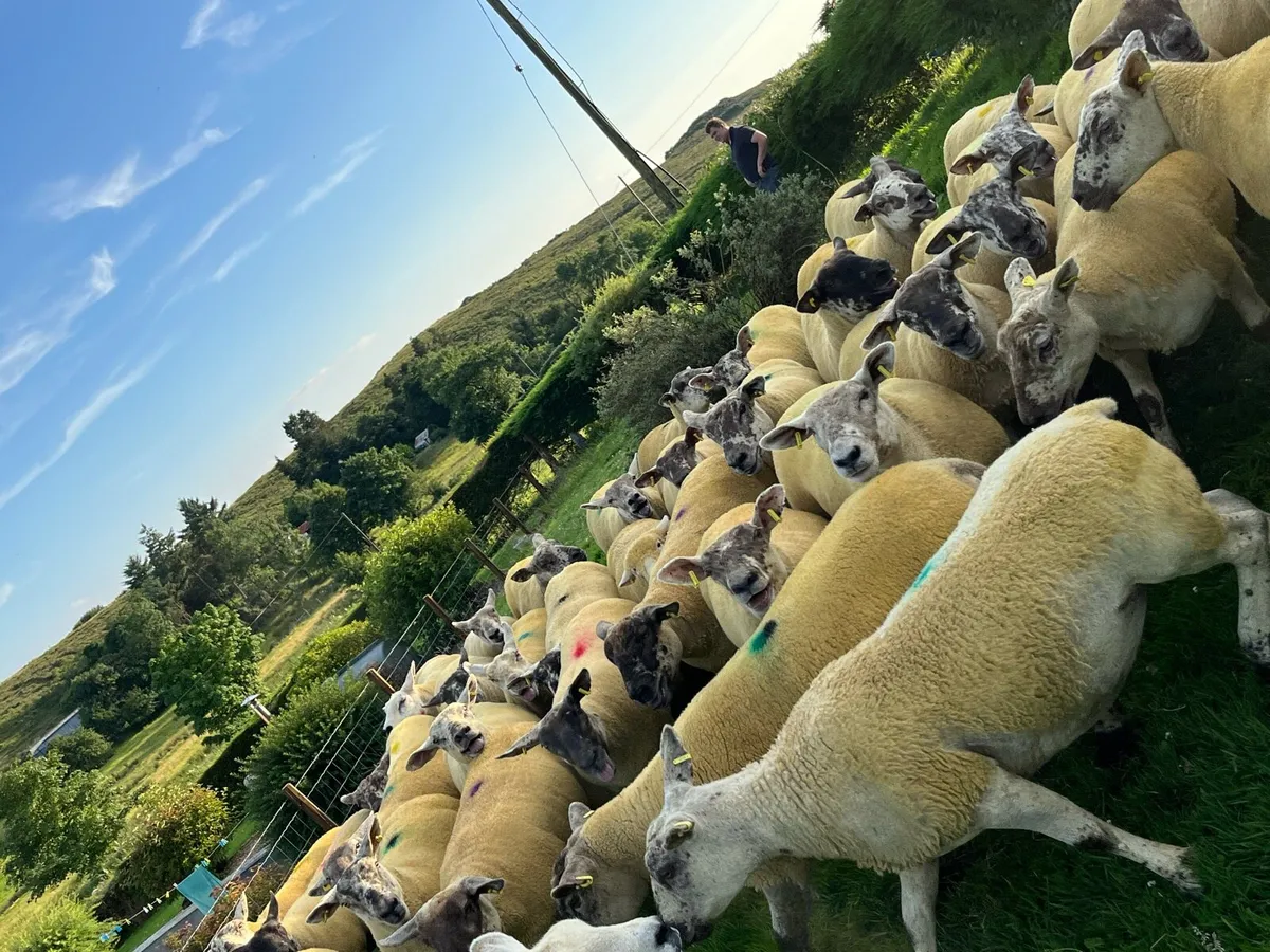 🔥40 sufftex Hoggets 🔥 - Image 4