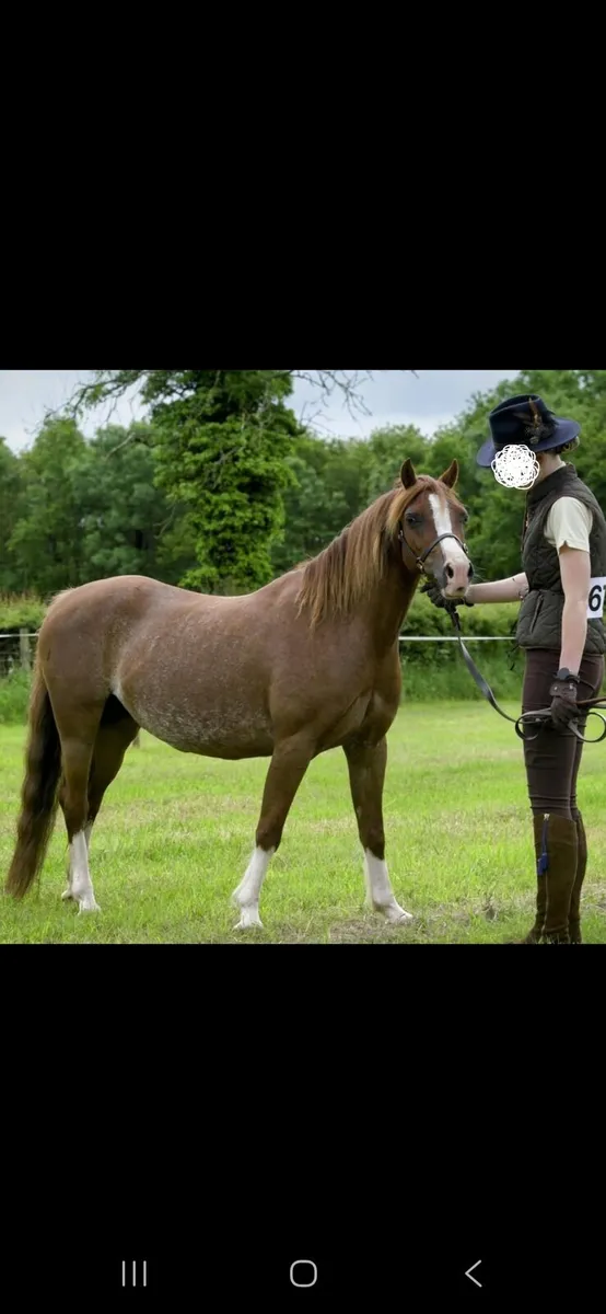 Perfect inhand or lead rein pony - Image 4