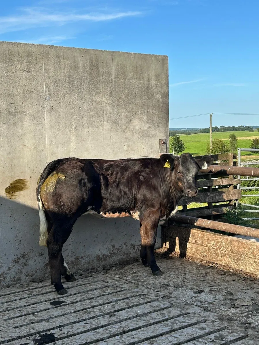 BB/ LM heifer for balla tomorrow 12/725 - Image 1
