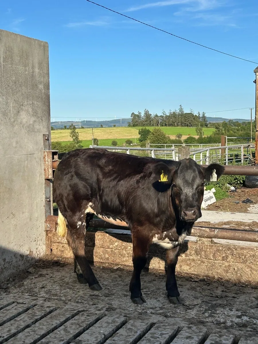 BB/ LM heifer for balla tomorrow 12/725 - Image 2