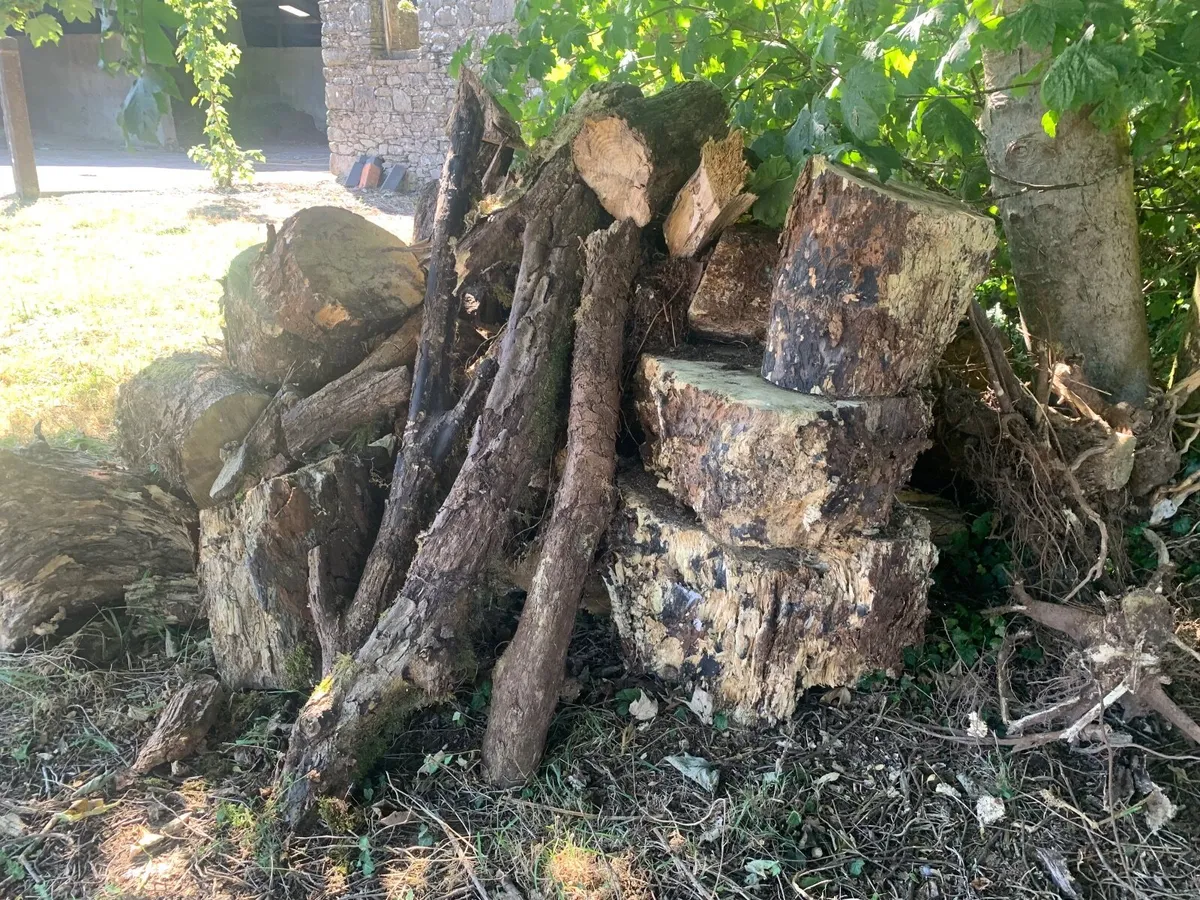Logs - Image 1