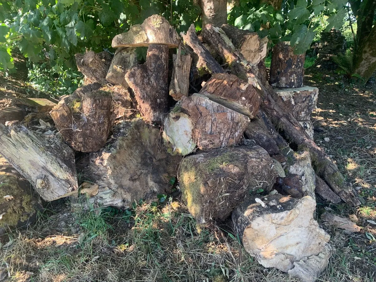 Logs - Image 3