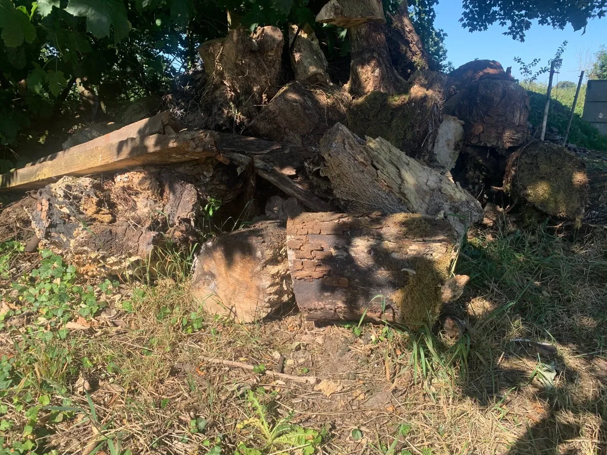Logs - Image 4