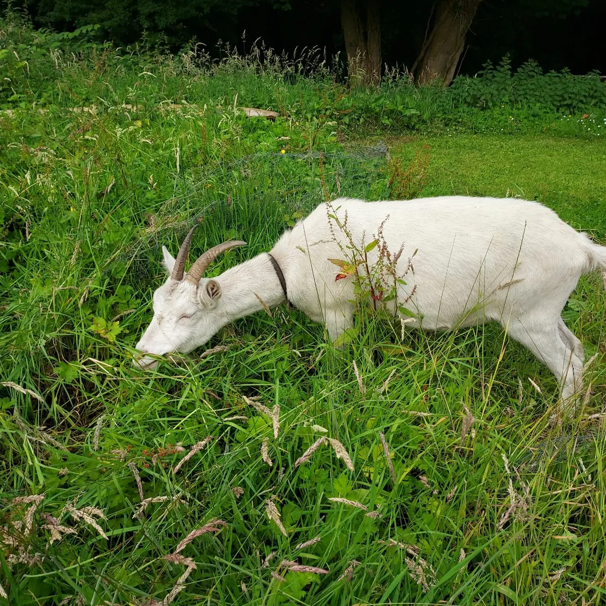 Two White saneen goats for sale - Image 1