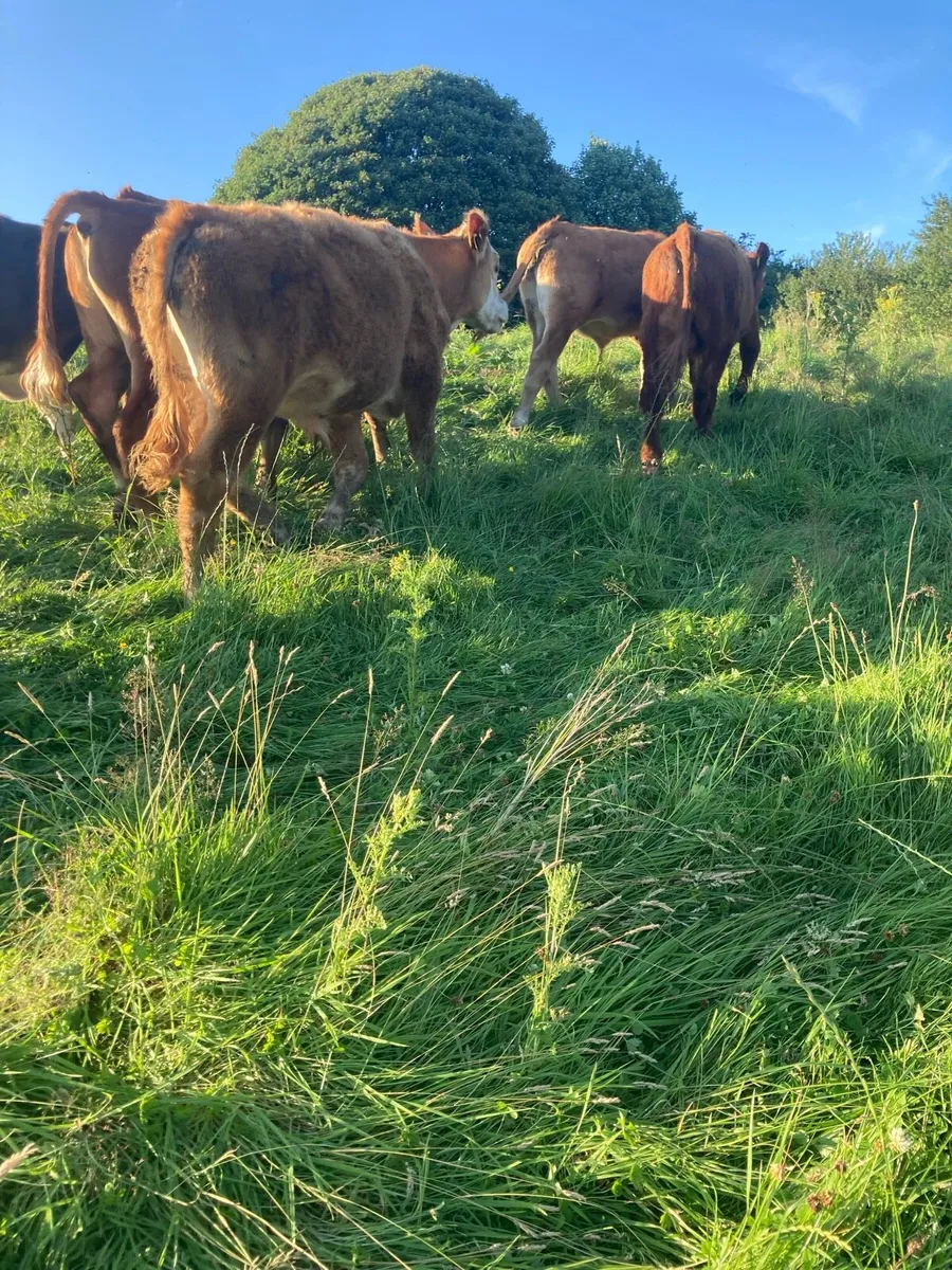 SUPER QUALITY LIM BULLOCKS 300KG - Image 3
