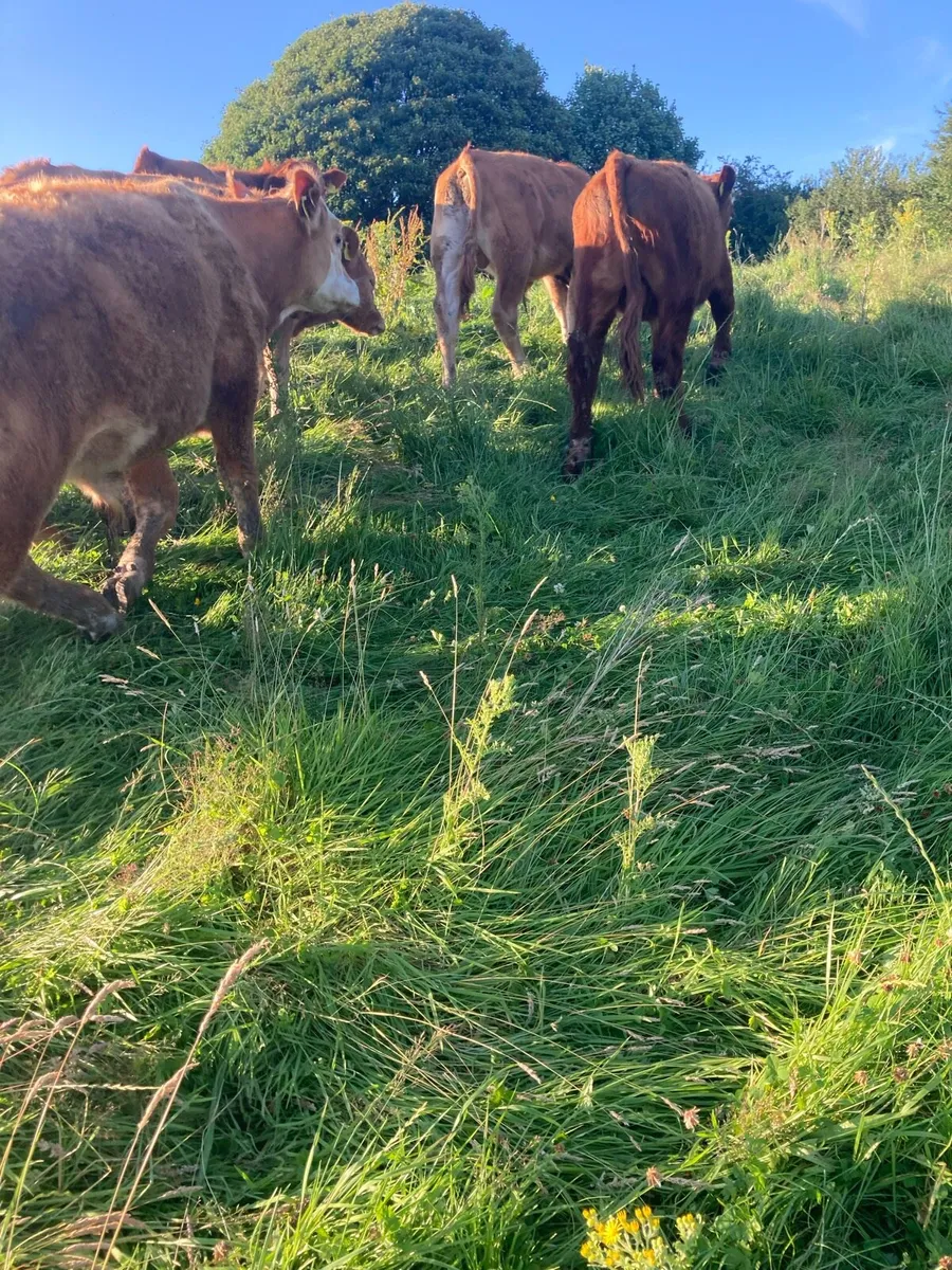 SUPER QUALITY LIM BULLOCKS 300KG - Image 2