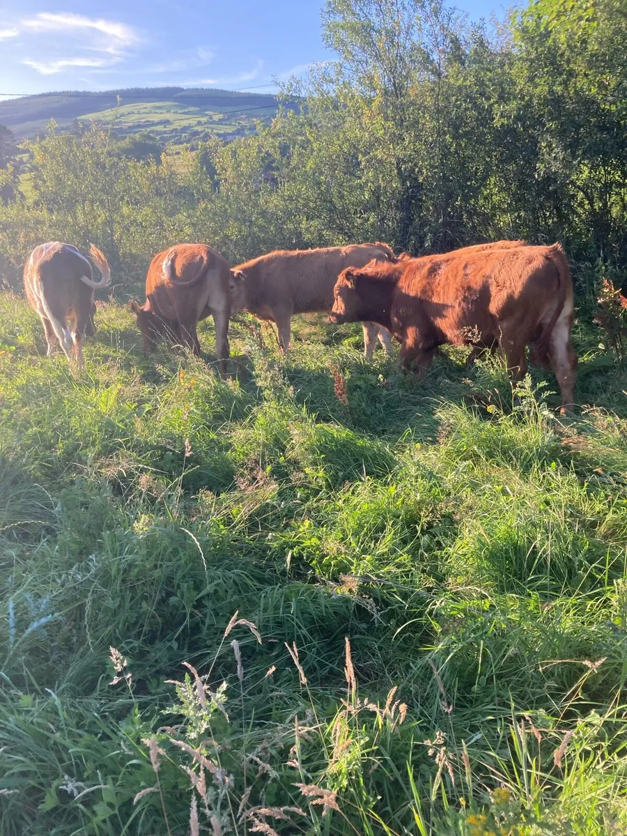 SUPER QUALITY LIM BULLOCKS 300KG - Image 4