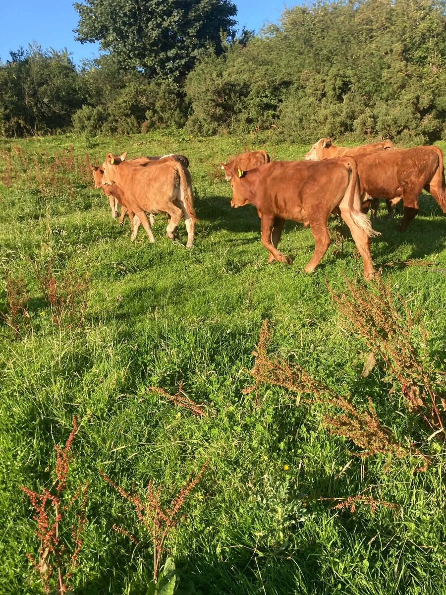 SUPER QUALITY LIM BULLOCKS 300KG - Image 1