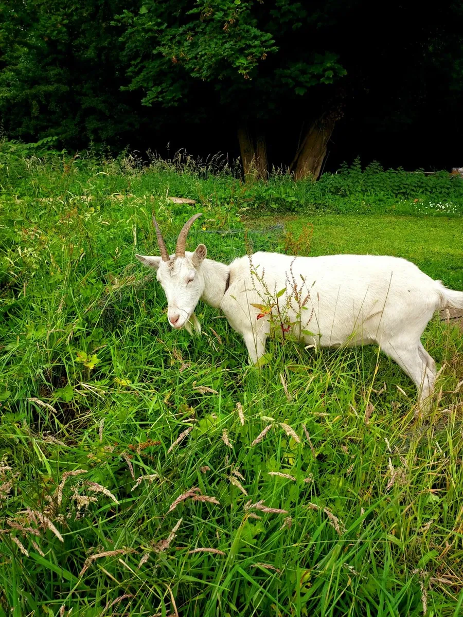 Two White saneen goats for sale - Image 3
