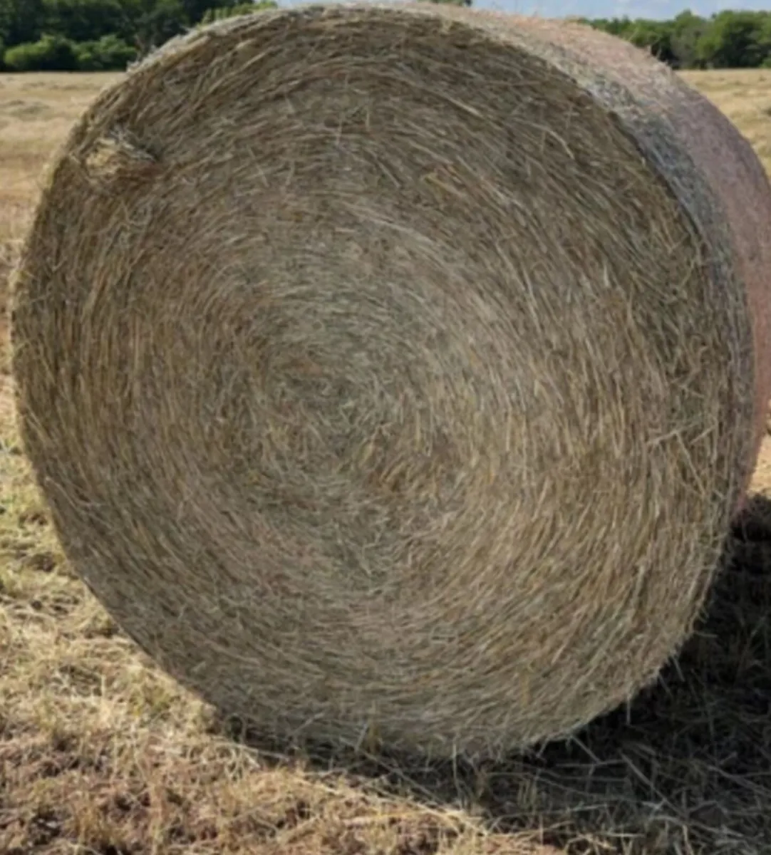 Round Bales of Hay
