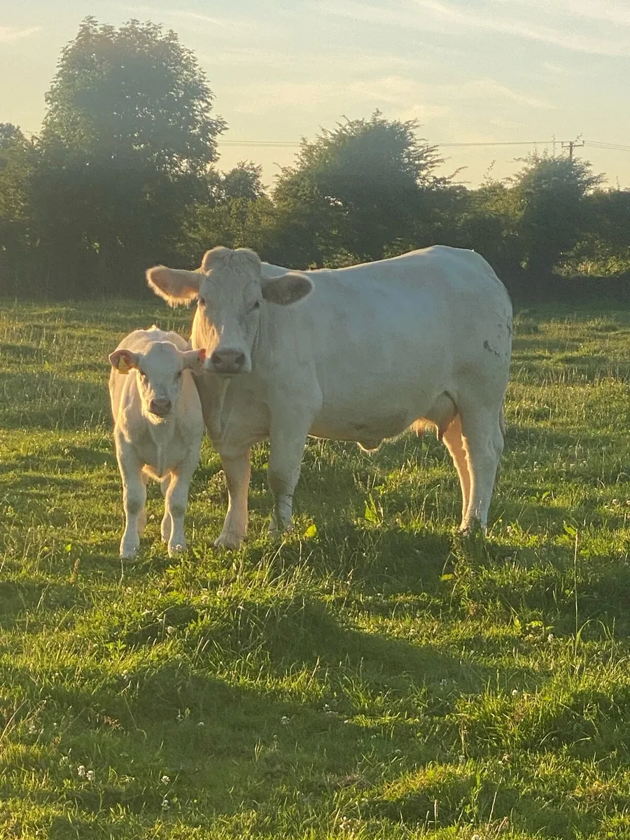 First Calved Heifer - Image 1