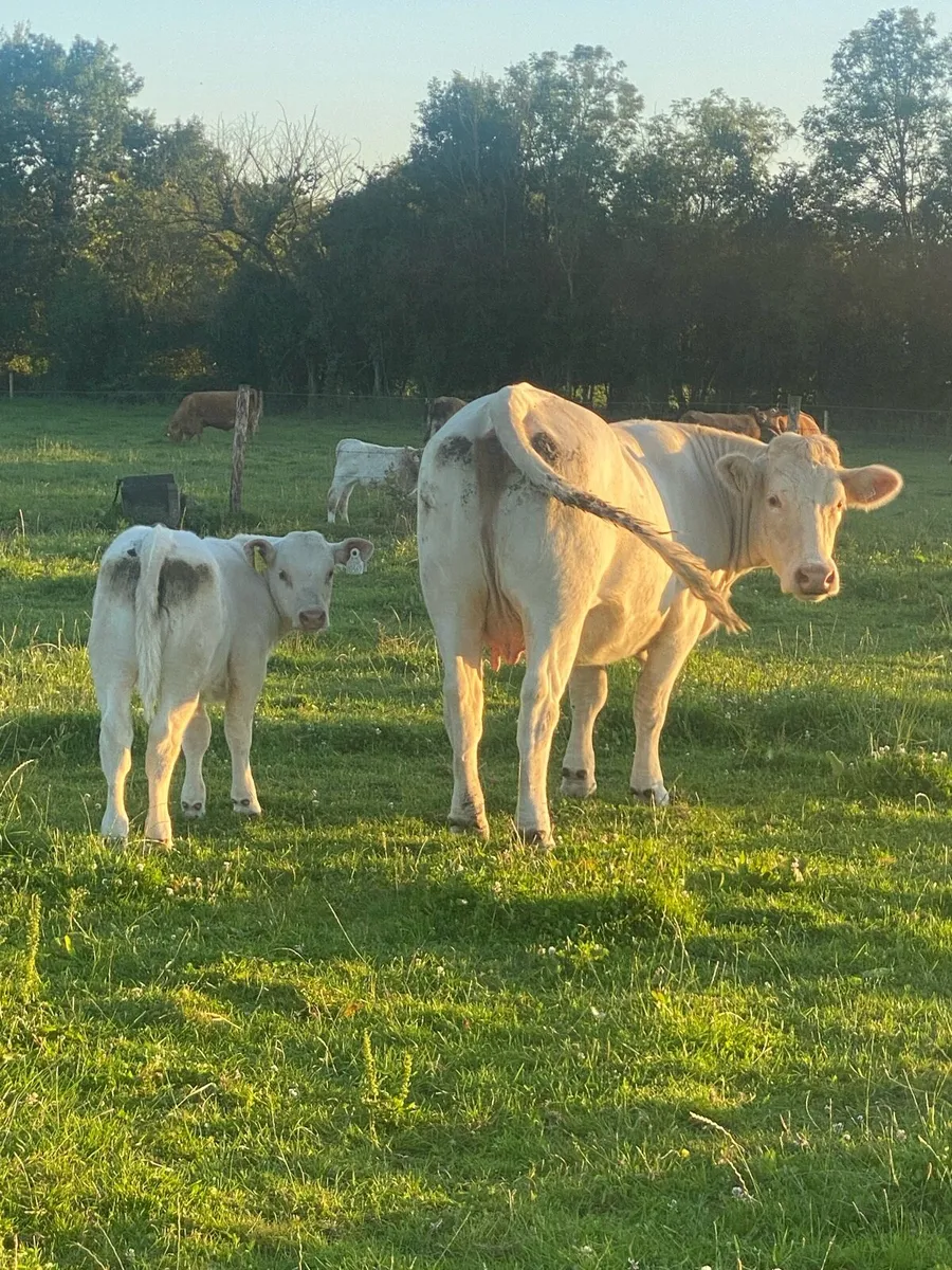 First Calved Heifer - Image 2