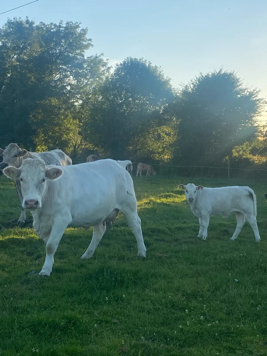 First Calved Heifer - Image 3