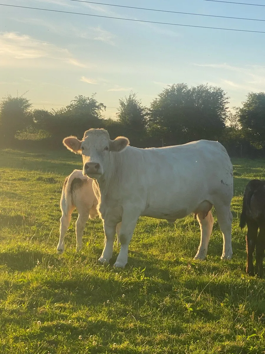 First Calved Heifer - Image 4