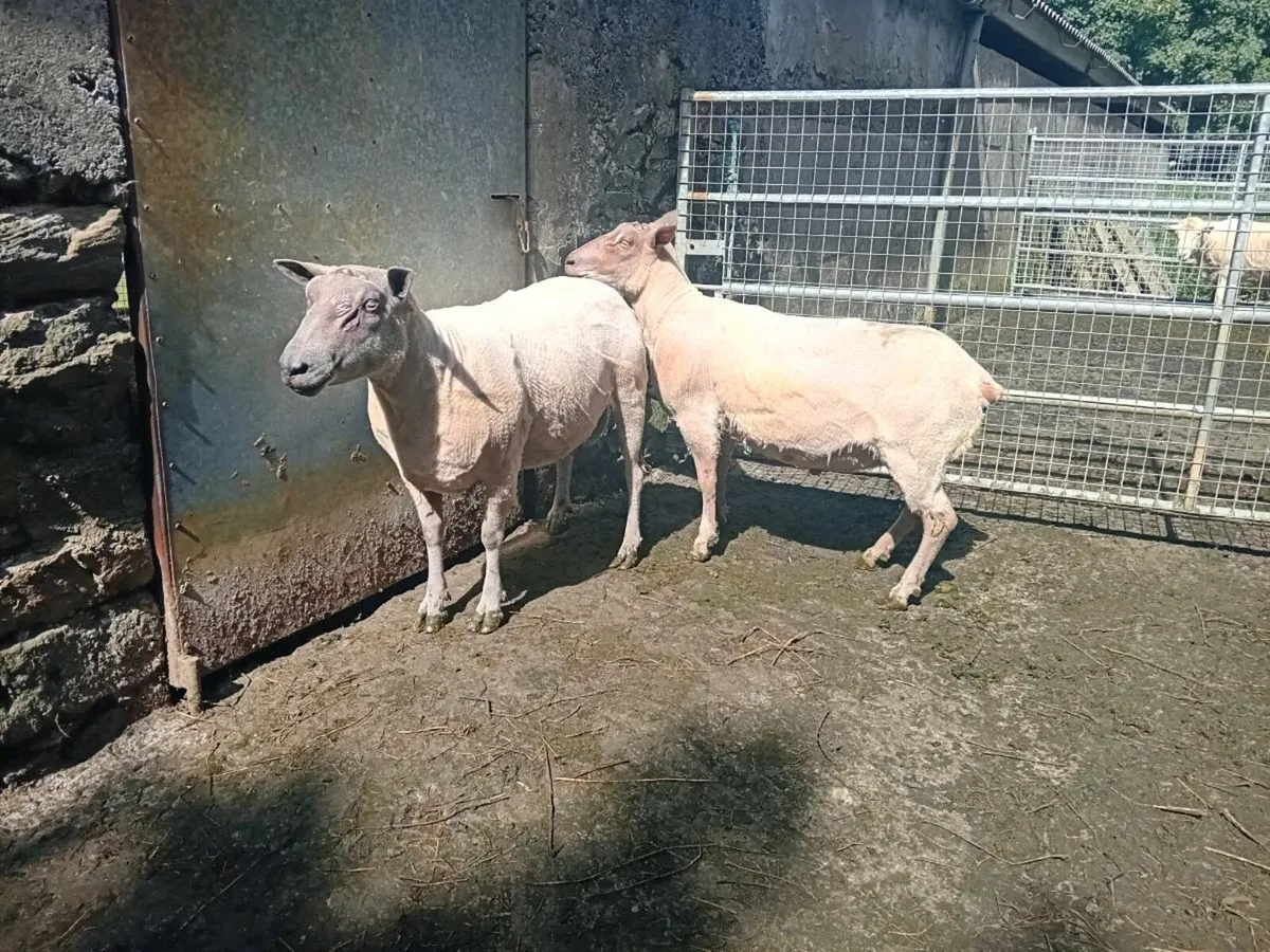 Selection of ram's - Image 1